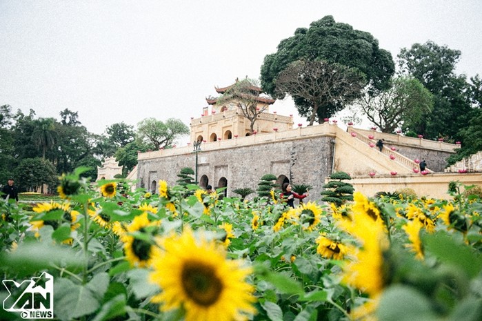 
Vườn hoa hướng dương tại Hoàng thành Thăng Long rực rỡ một góc trời.
