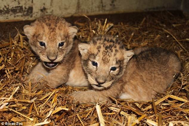 
Hai chú sư tử con sinh năm 2014 cũng bị vườn thú này giết hại vào năm 2015