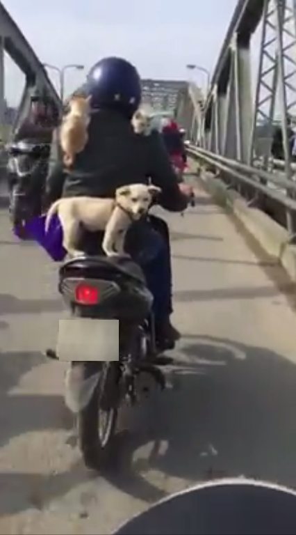 
Ảnh anh chàng chở 3 chú thú cưng chạy xe trên cầu Tràng Tiền trông khá nguy hiểm. (Ảnh cắt từ clip)