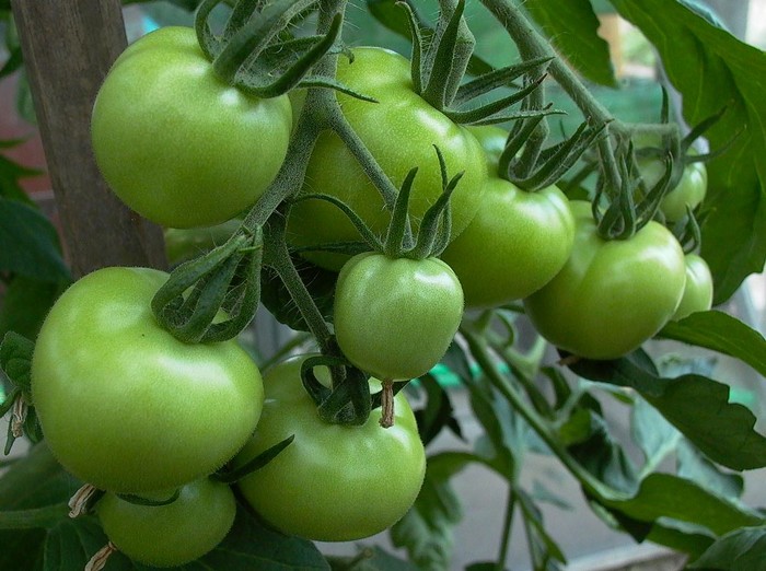 
Tiêu thụ cà chua xanh sẽ gây ra đau bụng, buồn nôn,...