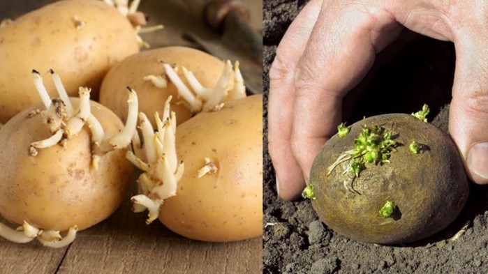 
Nếu thấy khoai tây đã mọc mầm tuyệt đối không  nên sử dụng