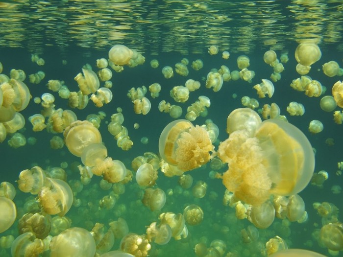 
Sự biến mất của hàng triệu con sứa tại khu vực đảo Eil Malk vẫn là ẩn số đối với các nhà khoa học