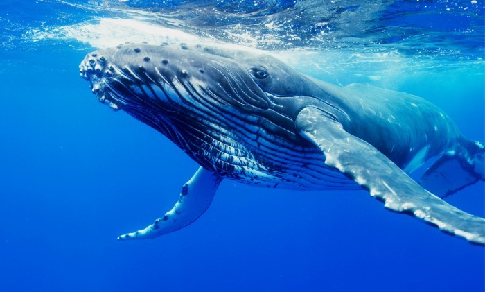 
Các nhà khoa học vẫn chưa lý giải được nguyên nhân đằng sau sự "yêu ca hát" của những chú cá voi lưng gu