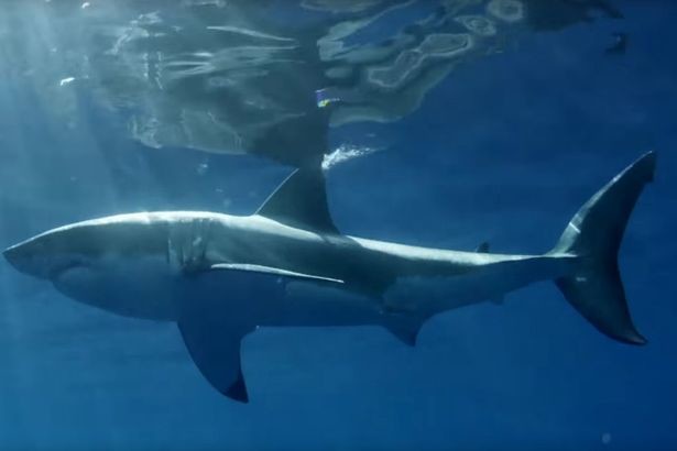 
Một con cá mập lớn ở vùng biển thuộc đảo Guadalupe
