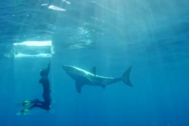 
Một con cá mập đang tiếp cận chiếc lồng kính