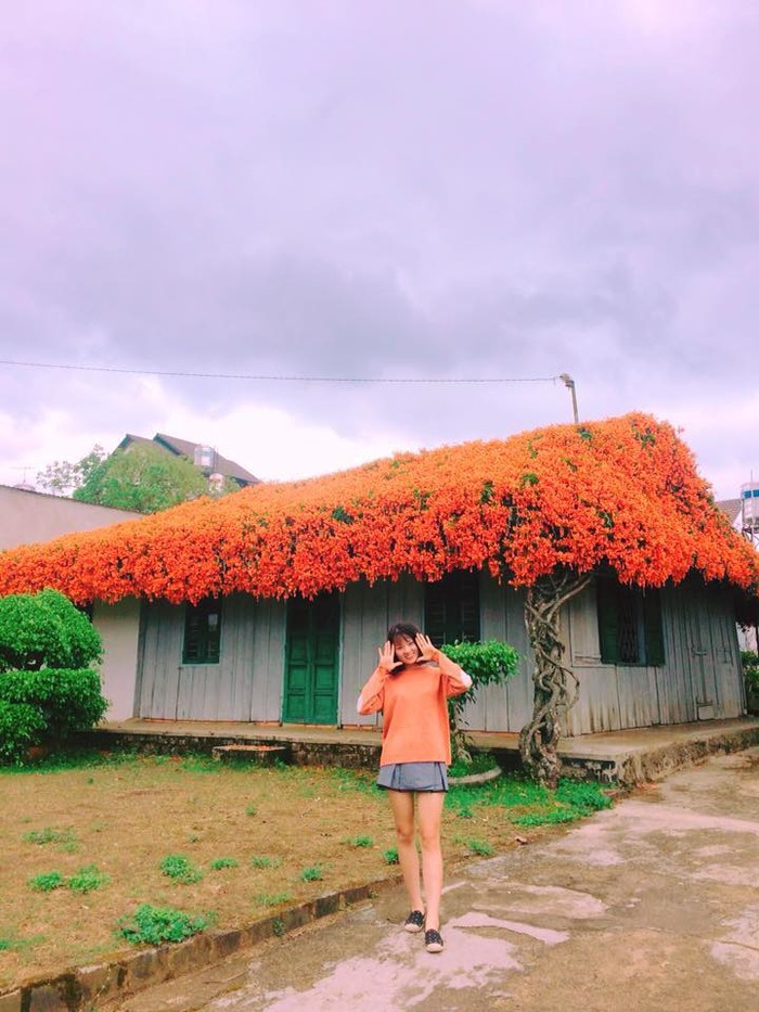 Phát hiện ngôi nhà gỗ mái hoa đỏ Rạng Đông tuyệt đẹp giữa muôn trùng Bảo Lộc