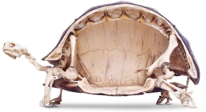
Chiếc mai cứng cáp của một chú rùa cũng đã được bổ dọc ra, chiếc mai này gần như bao bọc cả cơ thể của nó một cách hoàn hảo.