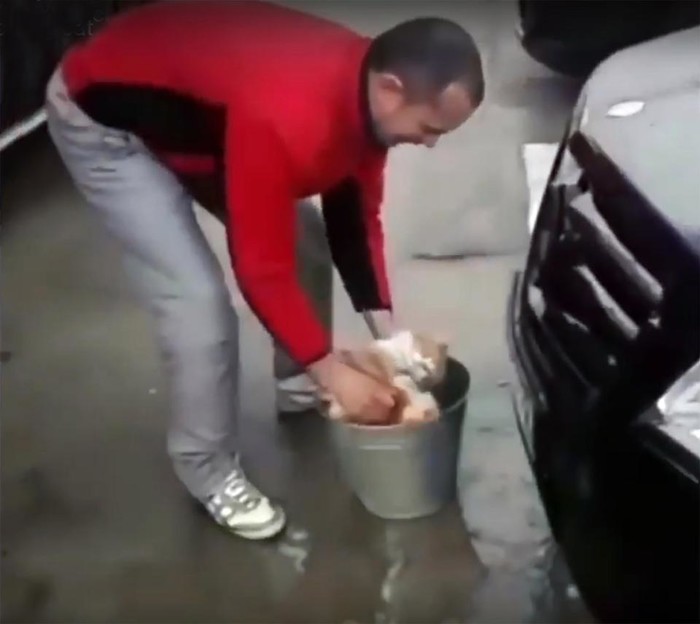 
Người đàn ông nhúng chú mèo vào trong xô nước lạnh dưới chân mình
