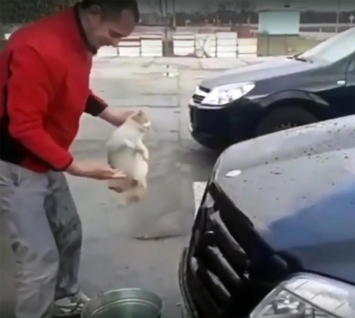 
Anh ta nắm lấy chú mèo như một cái giẻ và lau lên xe của mình