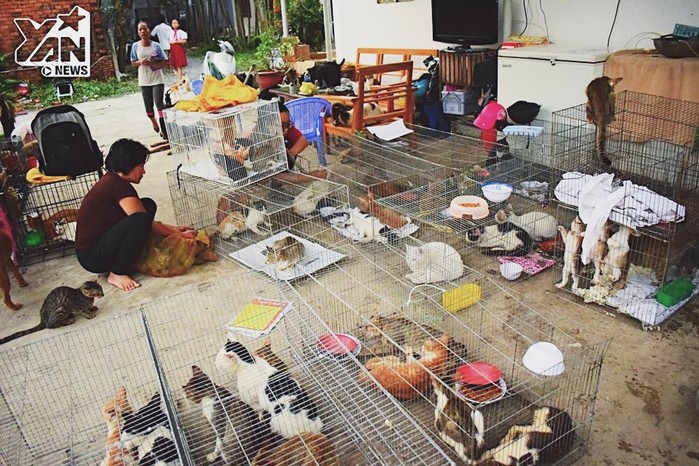  Hơn 600 con chó và mèo đủ loại đang "tá túc" tại nhà chị Quyên.