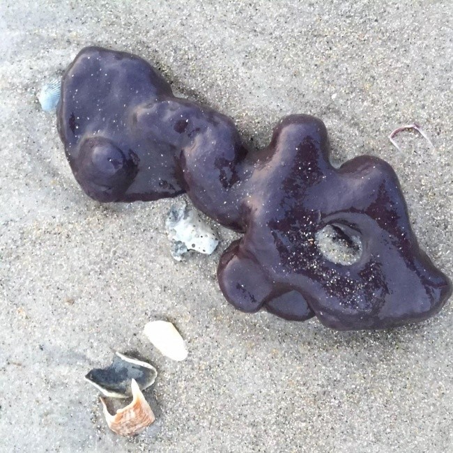 
Thực thể màu tím kì quái được người ta tìm thấy trên bãi biển, nó hệt như một loại chất lỏng. Trên thực tế, đây là một động vật biển có mặt ở khắp các vùng biển trên thế giới. Nó có lớp vỏ bọc bên ngoài trông như chiếc áo choàng.