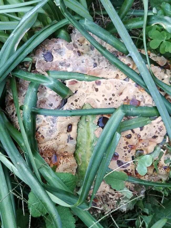 
Đây không phải là tảng đá, đó là Polypore – một loại nấm mọc trên cả cây và dưới đất.