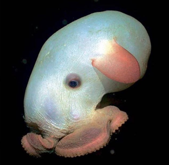 
Đây được gọi là bạch tuộc Dumbo (hay Grimpoteuthis). Nó có tên giống với một nhân vật hoàn hình vì hình thù của nó trông giống như tai voi.