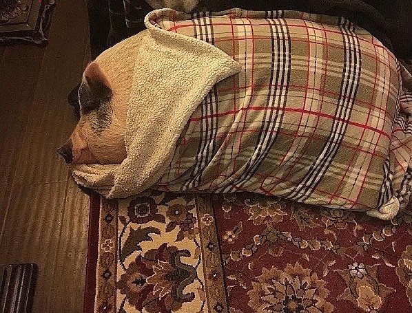 
Vì ở chung từ nhỏ nên chú heo này cũng có cách ngủ y chang những chú chó.