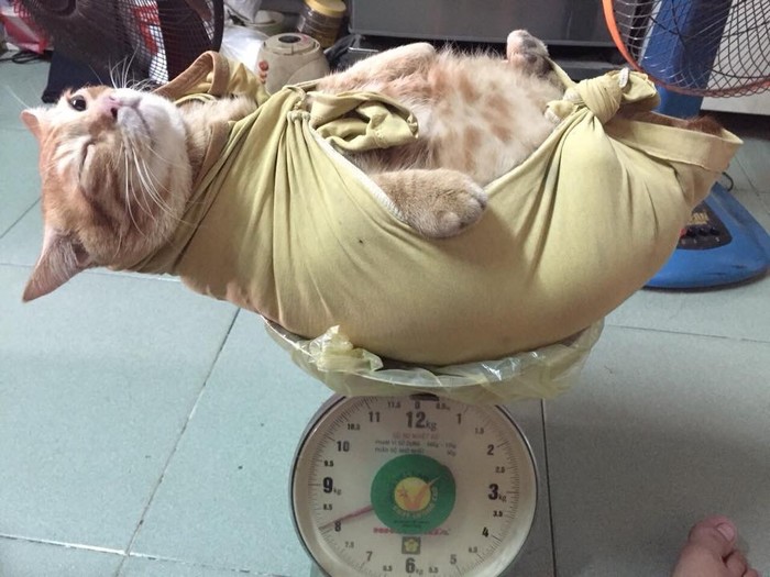 Choáng với chú mèo vác cả “8kg” cân mỡ núc ních trong người mà lúc nào cũng vòi cho ăn