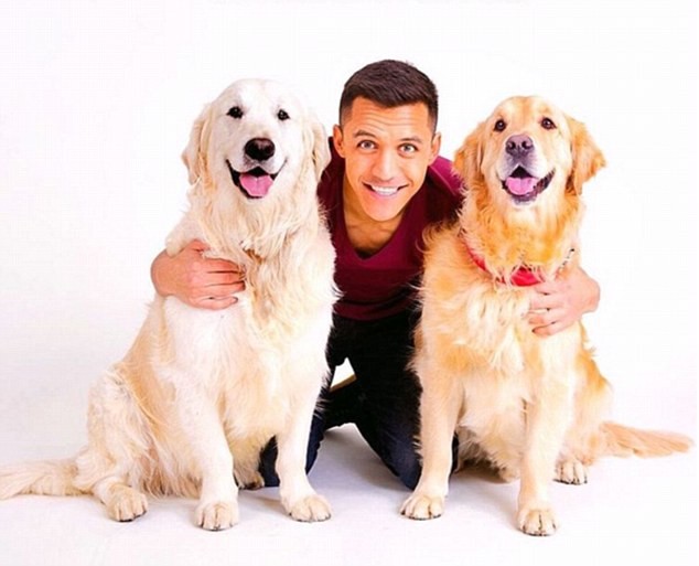
Một trong những cầu thủ cuồng thú cưng nhất có thể kể đến chính là Alexis Sanchez, anh có một tình yêu to lớn với các chú chó, đặc biệt là dòng Golden.