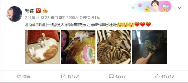 
Dương Mịch chụp ảnh cùng đàn mèo và đăng Weibo vào ngày cuối năm.