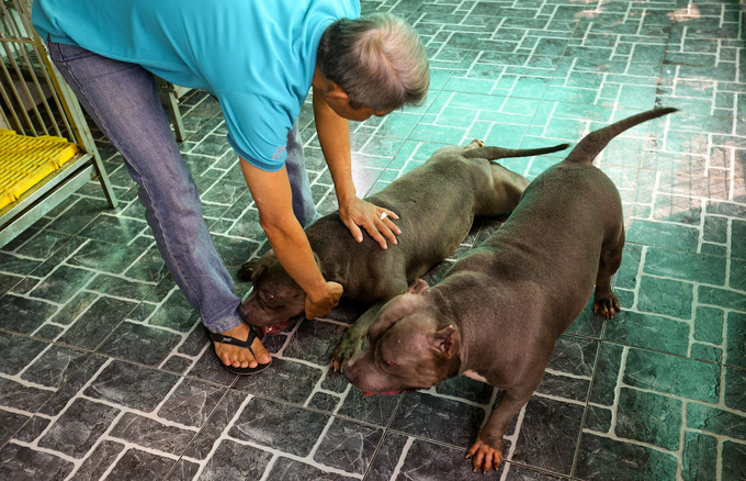 Người đàn ông nuôi chó giá chục nghìn đô ở Sài Gòn