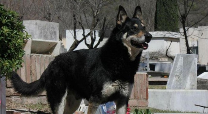 
Chú chó 15 tuổi cuối cùng đã qua đời ngay bên cạnh nơi an nghỉ của ông Guzman