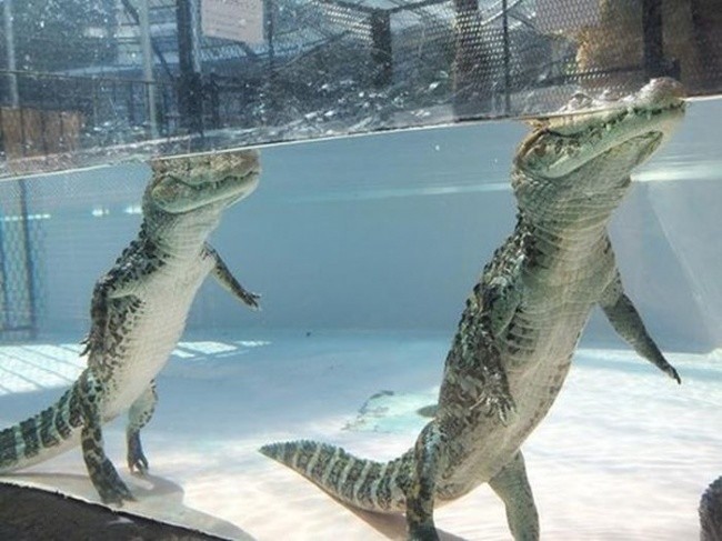 
Cá sấu có thể đi bằng hai chân dưới mặt nước. Nhiều người tin rằng điều này chỉ giới hạn trong các hồ nuôi cá. Nhưng thực tế là trong tự nhiên, chúng vẫn có khả năng này vì cá sấu thường sống ở những đầm lầy nông và không sâu.