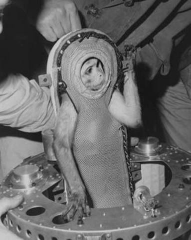 
Khỉ rú Sam cũng là sinh vật nổi tiếng khác khi bay vào không gian trên tàu vũ trụ Little Joe-2 trong chương trình Thử nghiệm sao Thủy của Mỹ vào năm 1959. (Ảnh: NASA)