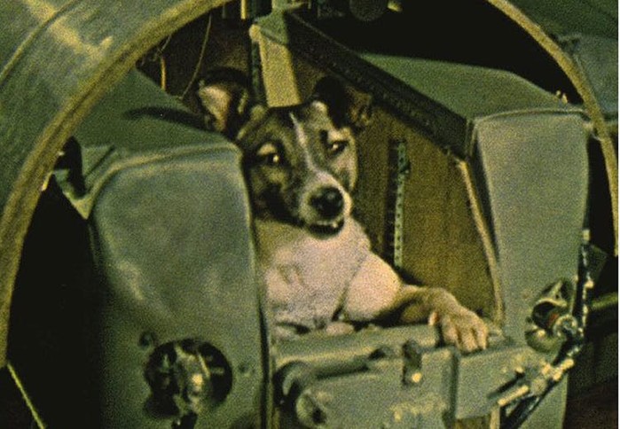 Laika vốn chỉ là một cô chó lang thang, cho đến khi nó được mang trong mình trọng trách cực kì cao cả của ngành hàng không thế giới.