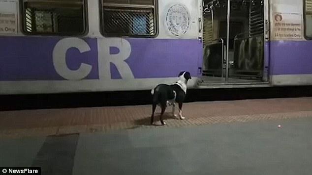 
Cứ 11 giờ đêm, con chó lại ra ngồi đợi tại ga tàu