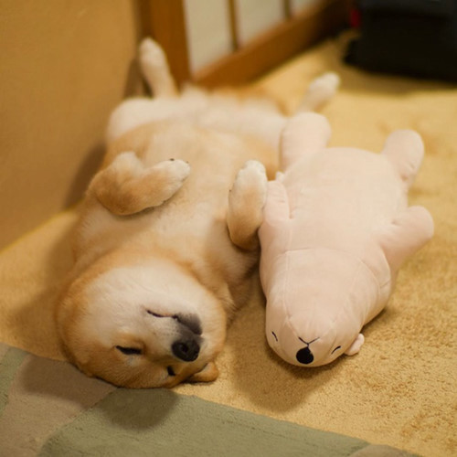 
Những dáng ngủ "bá đạo" của chú chó Nhật dễ thương.