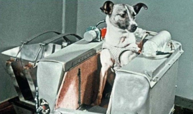 
Quá nóng, thiếu nước và thiếu oxy đã khiến Laika hoảng sợ rồi mất mạng trong khi thực hiện nhiệm vụ.