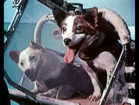 
Belka và Strelka may mắn hơn Laika khi được đưa về nhà an toàn sau chuyến bay vào không gian.
