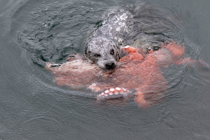 Cuộc chiến giữa hai sinh vật biển hút hàng triệu lượt xem, phút cuối khiến ai cũng ngỡ ngàng