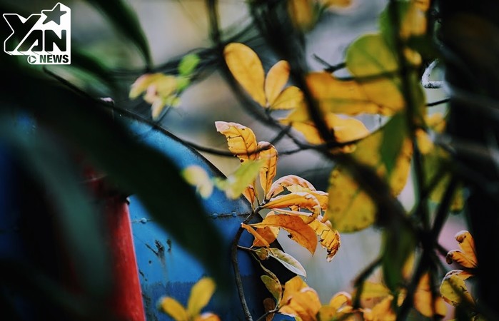 
Chẳng cần phải đợi đến "Hà Nội mùa thu, cây cơm nguội vàng, cây bàng lá đỏ”, ngay từ tháng 3 những chiếc lá đã bắt đầu chuyển mình sang màu vàng úa hoặc đỏ rực