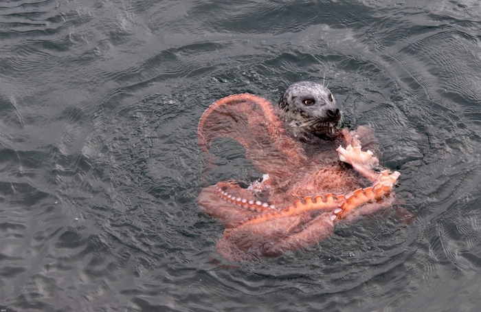 
Sư tử biển cố gắng thoát khỏi xúc tua bạch tuộc.