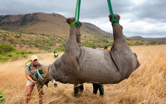 
Dự đoán tới năm 2020, loài tê giác nói chung sẽ tuyệt chủng.
