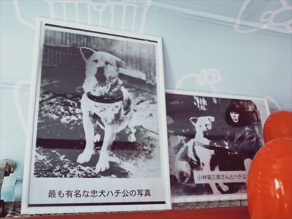 Hình ảnh chú chó Hachi được đặt ngay ngắn, trang trọng trong văn phòng hướng dẫn du lịch quận Shibuya.