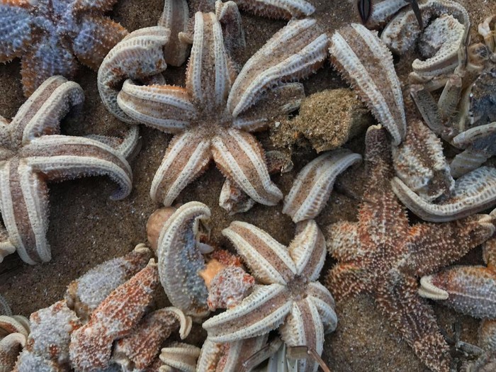 
Những con sao biển đã chết do sự khắc nghiệt của thời tiết những ngay vừa qua và trôi dạt vào bờ