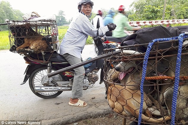  
Những người đàn ông chở theo lồng chứa mấy con chó, chạy xe máy đưa chúng tới lò mổ