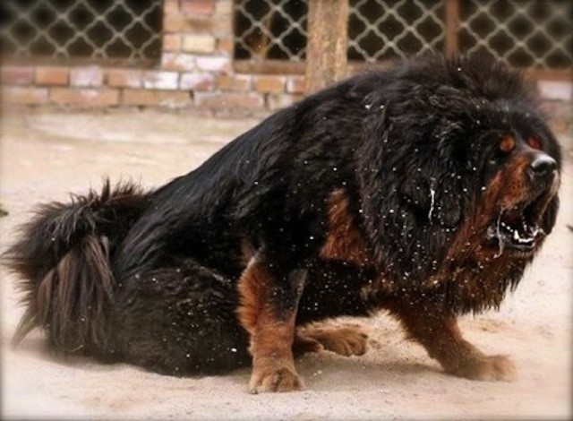 Bi kịch cuộc đời của những con chó ngao Tây Tạng