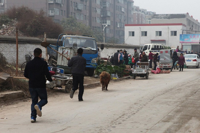 Bi kịch cuộc đời của những con chó ngao Tây Tạng