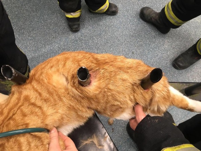 
Lính cứu hỏa đã phải cắt hàng rào ra để giải cứu cho chú mèo lông vàng