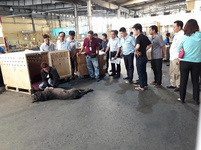  Các nhân viên tại kho hàng sân bay đang cố gắng cấp cứu cho chú chó.