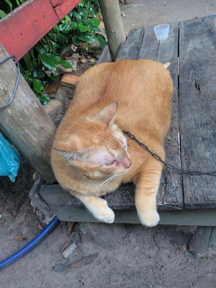 
Thân hình béo ú của chú mèo khiến mọi người lo ngại.
