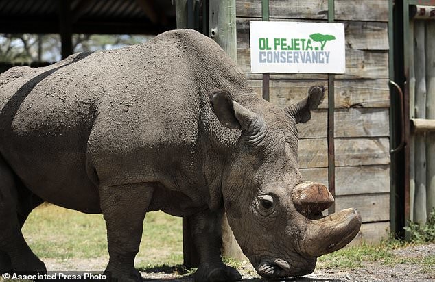 Sự thật đau lòng: Chú tê giác trắng cuối cùng trên thế giới đã qua đời