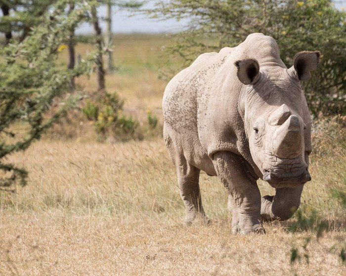 
Sudan, chú tê giác trắng cuối cùng trên thế giới đã qua đời.