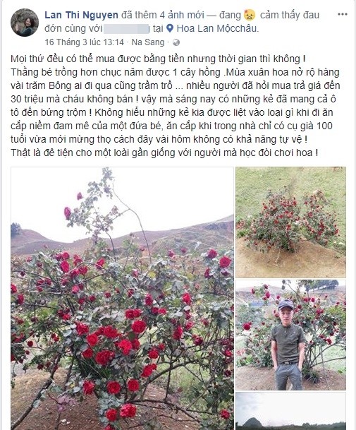 
Dòng chia sẻ bức xúc về việc cây hoa hồng cổ bị lấy mất
