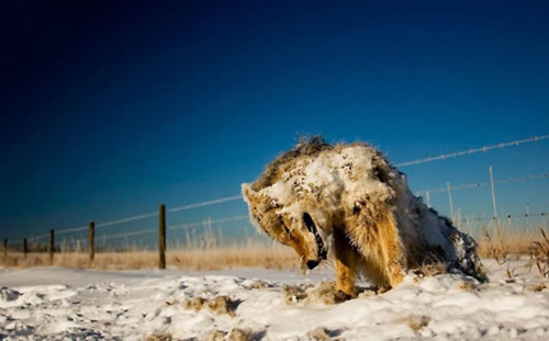  Hình ảnh các loài động vật bị đóng băng trong mùa đông lạnh giá