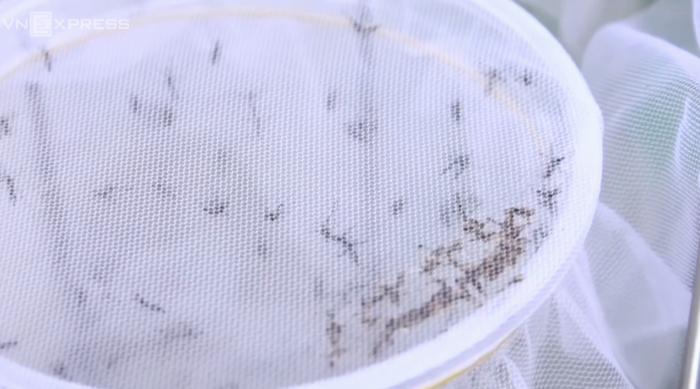 
Những con muỗi mang vi khuẩn Wolbachia có thể khống chế virus sốt xuất huyết và zika (Ảnh cắt từ clip)