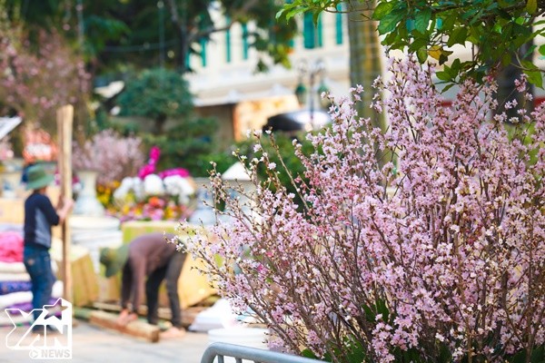 Thú vị với cảnh 10.000 cành hoa anh đào đua nhau nở giữa Hà Nội dù đã hết Tết