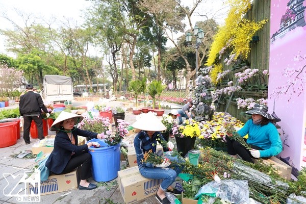 Thú vị với cảnh 10.000 cành hoa anh đào đua nhau nở giữa Hà Nội dù đã hết Tết