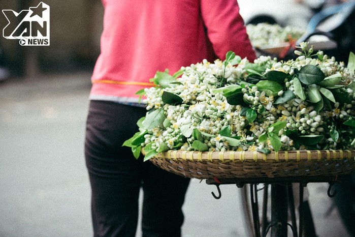 
Dọc các tuyến phố như Thanh Niên, Xã Đàn, Giảng Võ, Nguyễn Chí Thanh... những chiếc xe đạp chở hoa bưởi như khiến con đường trở nên "thơ" hơn